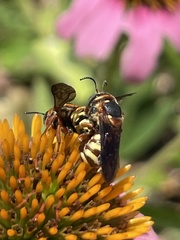 Dianthidium curvatum