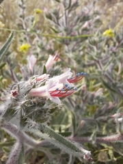 Echium asperrimum