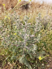 Echium asperrimum