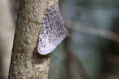 Hamadryas glauconome