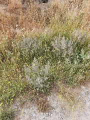 Echium asperrimum
