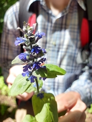 Ajuga reptans
