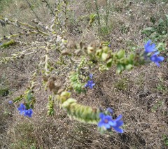 Anchusa procera