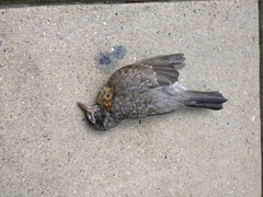 Turdus migratorius