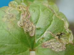 Phytomyza glechomae