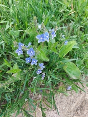 Veronica chamaedrys
