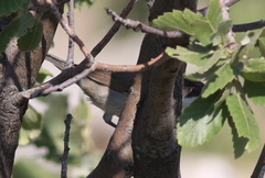 Curruca crassirostris