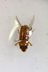 Tropicus pusillus