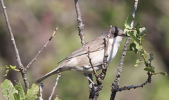 Curruca crassirostris