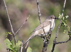 Curruca crassirostris