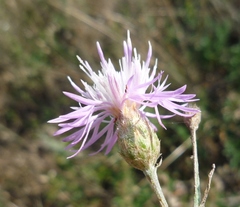 Centaurea besseriana