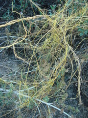 Cuscuta californica