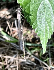 Enallagma durum