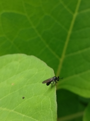 Cerotainia