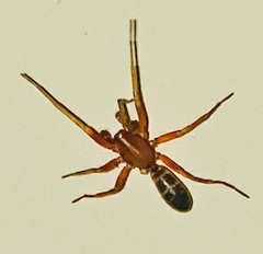 Castianeira gertschi