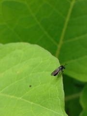 Cerotainia