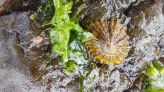 Siphonaria laciniosa