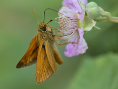 Ochlodes sylvanus