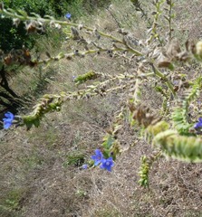 Anchusa procera