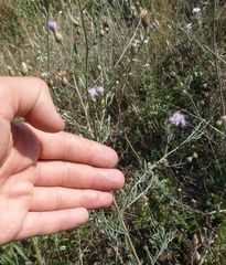 Centaurea besseriana