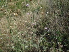 Centaurea besseriana