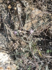 Centaurea besseriana