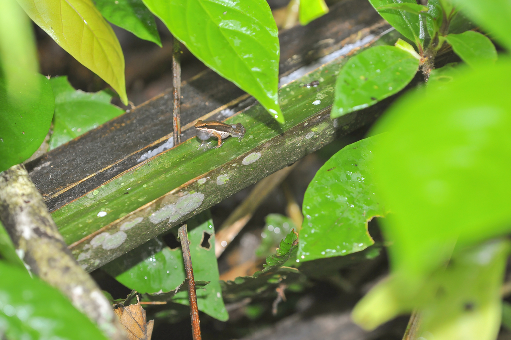 Three-striped Rocket Frog
