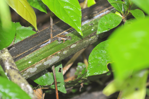 Three-striped Rocket Frog