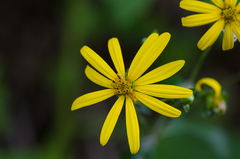 Silphium asteriscus latifolium