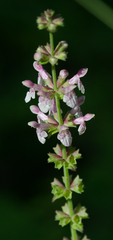 Stachys nuttallii