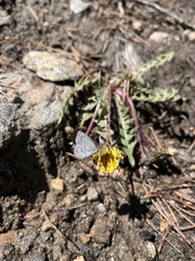 Celastrina echo sidara