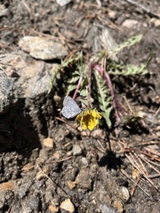 Celastrina echo sidara