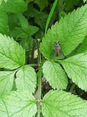 Rhagio notatus