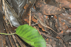 Stenocercus prionotus