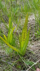 Dactylorhiza majalis baltica