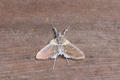 Apilocrocis excelsalis