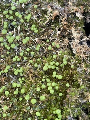 Mannia triandra