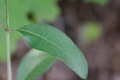 Silphium asteriscus latifolium