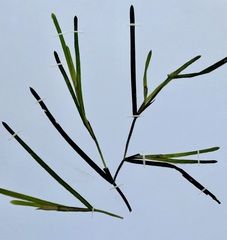 Potamogeton acutifolius
