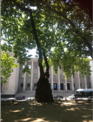 Platanus