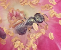 Halictus gemmeus