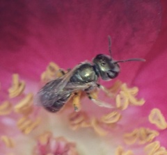 Halictus gemmeus