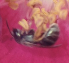 Halictus gemmeus