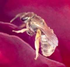Halictus gemmeus