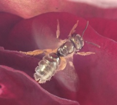 Halictus gemmeus
