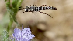 Pseudonomoneura hirta