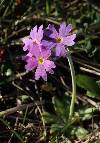 Primula scandinavica, photograph 3