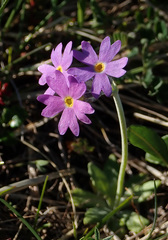 Primula scandinavica