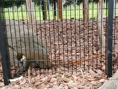 Cercopithecus ascanius