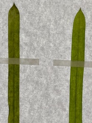 Potamogeton acutifolius